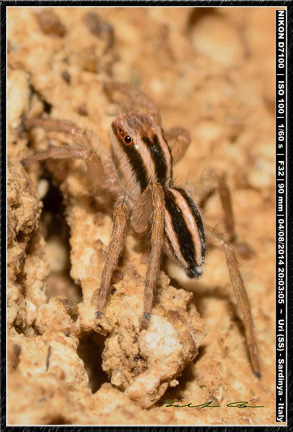 Phlegra bresnieri (Lucas, 1846)